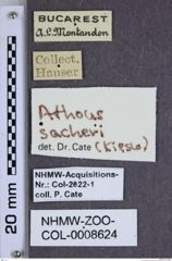 Etiketten zu Athous sacheri (NHMW-ZOO-COL-0008624)